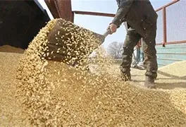 Feed